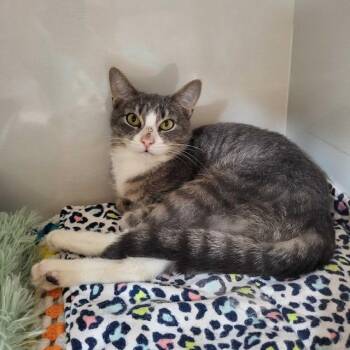Smokey -  Domestic Short Hair Cat for Adoption in East Brunswick, New Jersey - Smokey | PetCurious