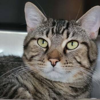 Khloe -  Domestic Short Hair Cat for Adoption in Myrtle Beach, South Carolina - Khloe | PetCurious