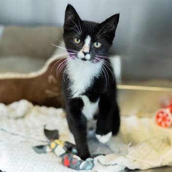 Tuxie -  Domestic Short Hair Cat for Adoption in Wilmington, Delaware - Tuxie | PetCurious