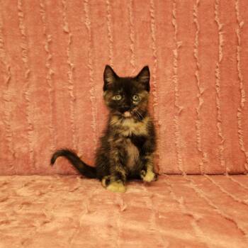 Bronx -  Domestic Medium Hair Cat for Adoption in Benld, Illinois - Bronx | PetCurious