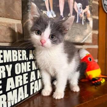 Maxi -  Domestic Short Hair Cat for Adoption in Madison, Wisconsin - Maxi | PetCurious