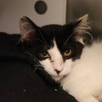 Freeway -  Domestic Short Hair Cat for Adoption in Briarcliff Manor, New York - Freeway | PetCurious