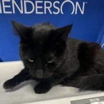 Domestic Short Hair Cats Available for Adoption in Kanab, Utah - Jean-Luc | PetCurious