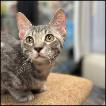 Rescue Domestic Short Hair and Tabby Cats for Adoption in Roswell, Georgia - Jerry | PetCurious
