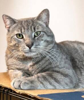 Ricky -  Domestic Short Hair Cat for Adoption in Newtown Square, Pennsylvania - Ricky | PetCurious