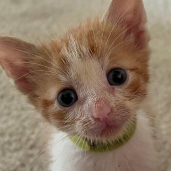 Pumpkin Spice -  Domestic Short Hair Cat for Adoption in Normal, Illinois - Pumpkin Spice | PetCurious