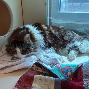 Thomas -  Domestic Short Hair Cat for Adoption in Norman, Oklahoma - Thomas | PetCurious