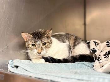 LADY -  Domestic Short Hair Cat for Adoption in Fort Wayne, Indiana - LADY | PetCurious