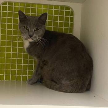 Domestic Short Hair Cats Available for Adoption in Tallahassee, Florida - Oscar | PetCurious