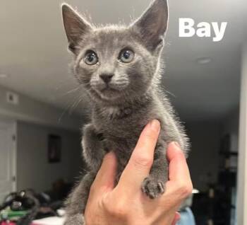 Bay -  Russian Blue and Domestic Short Hair Cat for Adoption in Washington Township, New Jersey - Bay | PetCurious