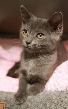 Baby Blue -  American Shorthair Cat for Adoption in Loogootee, Indiana - Baby Blue | PetCurious