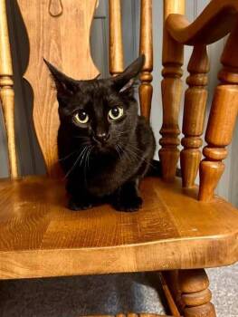 Nimshi -  Domestic Medium Hair Cat for Adoption in Libertyville, Illinois - Nimshi | PetCurious