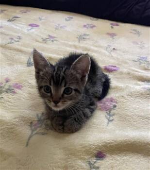 ALICE -  Domestic Short Hair Cat for Adoption in San Bernardino, California - ALICE | PetCurious