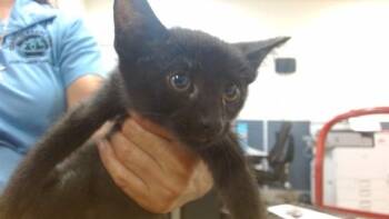 MAYHEM -  Domestic Short Hair Cat for Adoption in Doral, Florida - MAYHEM | PetCurious