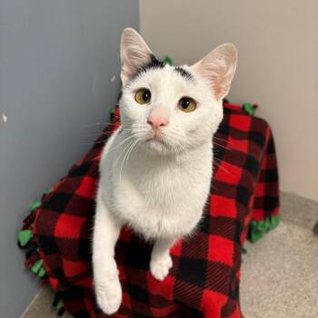 Mashed Potato -  Domestic Short Hair and Mixed Breed Cat for Adoption in Chicago, Illinois - Mashed Potato | PetCurious