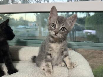 COSMO -  Domestic Short Hair Cat for Adoption in Burbank, California - COSMO | PetCurious