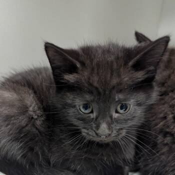 Dolores -  Domestic Short Hair Cat for Adoption in Jeffersonville, Indiana - Dolores | PetCurious