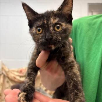 Charlie -  Domestic Short Hair Cat for Adoption in Parkersburg, West Virginia - Charlie | PetCurious
