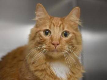 Mango -  Domestic Long Hair Cat for Adoption in Portland, Oregon - Mango | PetCurious
