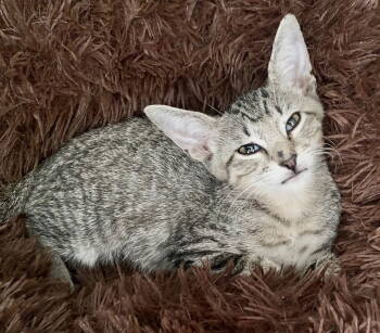Rescue Tabby Cats for Adoption in Orlando, Florida - Toby | PetCurious