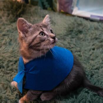 Domestic Short Hair Cats Available for Adoption in Durham, North Carolina - Aragorn | PetCurious