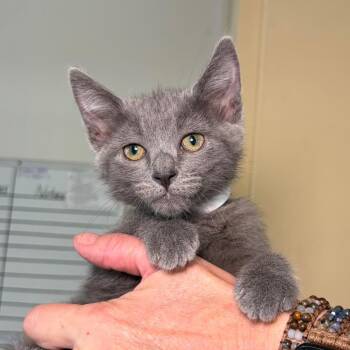 Catamari -  Domestic Short Hair Cat for Adoption in Goleta, California - Catamari | PetCurious
