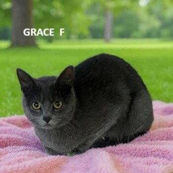 Domestic Short Hair Cats Available for Adoption in Evergreen, Colorado - Grace | PetCurious