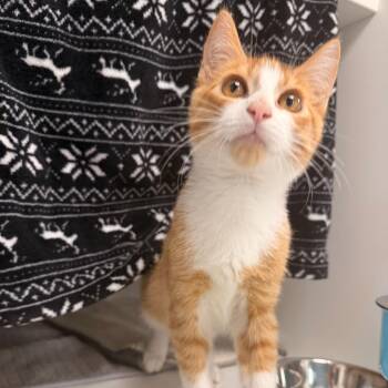Rooster -  Domestic Short Hair Cat for Adoption in Quincy, Massachusetts - Rooster | PetCurious
