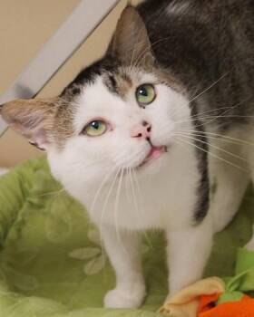 Lego (at Petsmart) -  Domestic Short Hair Cat for Adoption in Fishers, Indiana - Lego (at Petsmart) | PetCurious
