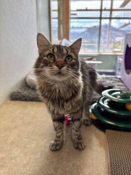 Tiger -  Domestic Medium Hair and Tabby Cat for Adoption in Eagle, Colorado - Tiger | PetCurious
