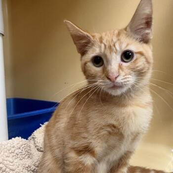 Sherlock -  Domestic Short Hair Cat for Adoption in East Hanover, New Jersey - Sherlock | PetCurious