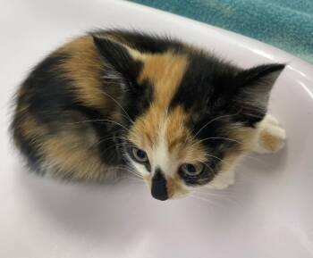 Bianca -  Domestic Short Hair Cat for Adoption in Westfield, New York - Bianca | PetCurious