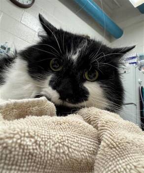 Domestic Medium Hair Cats Available for Adoption in Peoria, Illinois - FLUFF | PetCurious