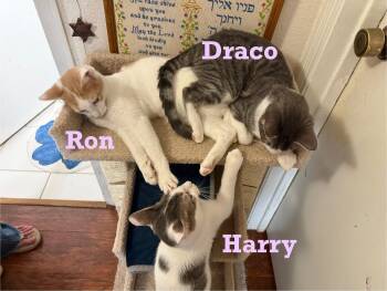 Rescue Tabby Cats for Adoption - Draco Malfoy | PetCurious