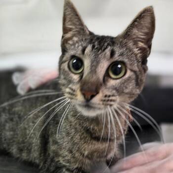 Strawberry Jam -  Domestic Short Hair Cat for Adoption in Charleston, West Virginia - Strawberry Jam | PetCurious