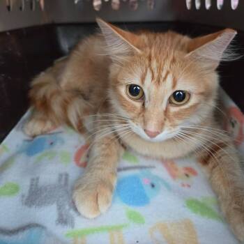 Mom 2 -  Domestic Short Hair Cat for Adoption in Wadena, Minnesota - Mom 2 | PetCurious