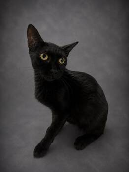 MAISE -  Domestic Short Hair Cat for Adoption in Winter Haven, Florida - MAISE | PetCurious