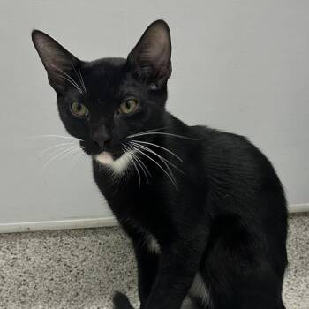 Blake -  Domestic Short Hair Cat for Adoption in Cooperstown, New York - Blake | PetCurious