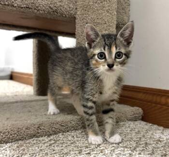 Rescue Tabby Cats for Adoption in Goshen, Indiana - Moana | PetCurious