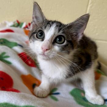 Lilo -  Domestic Short Hair Cat for Adoption - Lilo | PetCurious