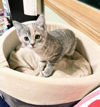 Sadie - friendly playful little baby girl -  Dilute Tortoiseshell Cat for Adoption in Neenah, Wisconsin - Sadie - Friendly Playful Little Baby Girl | PetCurious