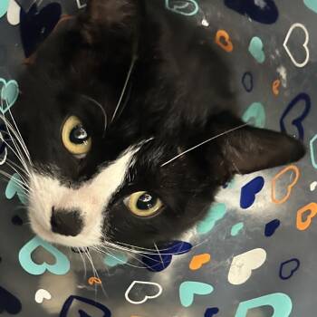 Rescue Domestic Short Hair Cats for Adoption in Newark, New Jersey - Charlie | PetCurious