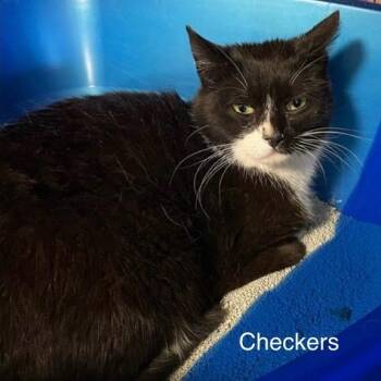Checkers -  Domestic Short Hair Cat for Adoption in Queenstown, Maryland - Checkers | PetCurious