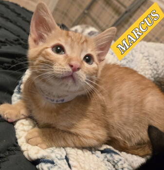 Rescue Domestic Short Hair and Tabby Cats for Adoption - Marcus | PetCurious