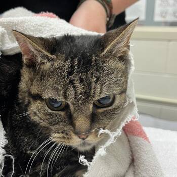 Mama -  Domestic Short Hair Cat Available for Adoption in Murray, Utah - Mama | PetCurious