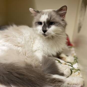 Domestic Medium Hair Cats Available for Adoption - Mia | PetCurious