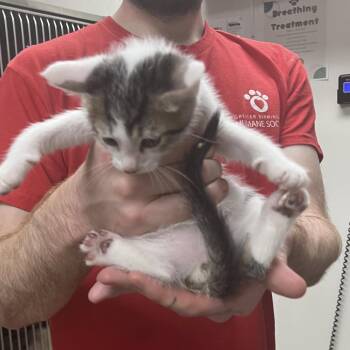 Galileo -  Domestic Short Hair Cat for Adoption in Birmingham, Alabama - Galileo | PetCurious