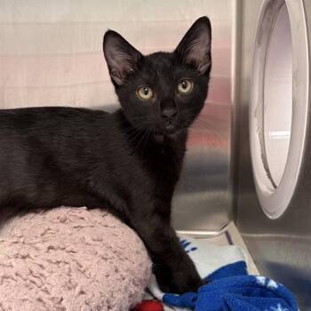 Jupiter -  Domestic Short Hair Cat for Adoption in Hawthorne, California - Jupiter | PetCurious