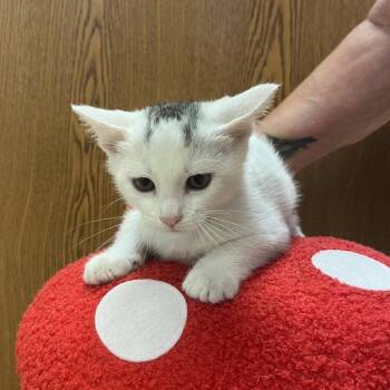 Yoshi -  Domestic Short Hair Cat for Adoption in Greensboro, Georgia - Yoshi | PetCurious