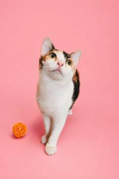Gems -  Domestic Short Hair Cat for Adoption in Cleveland, Texas - Gems | PetCurious